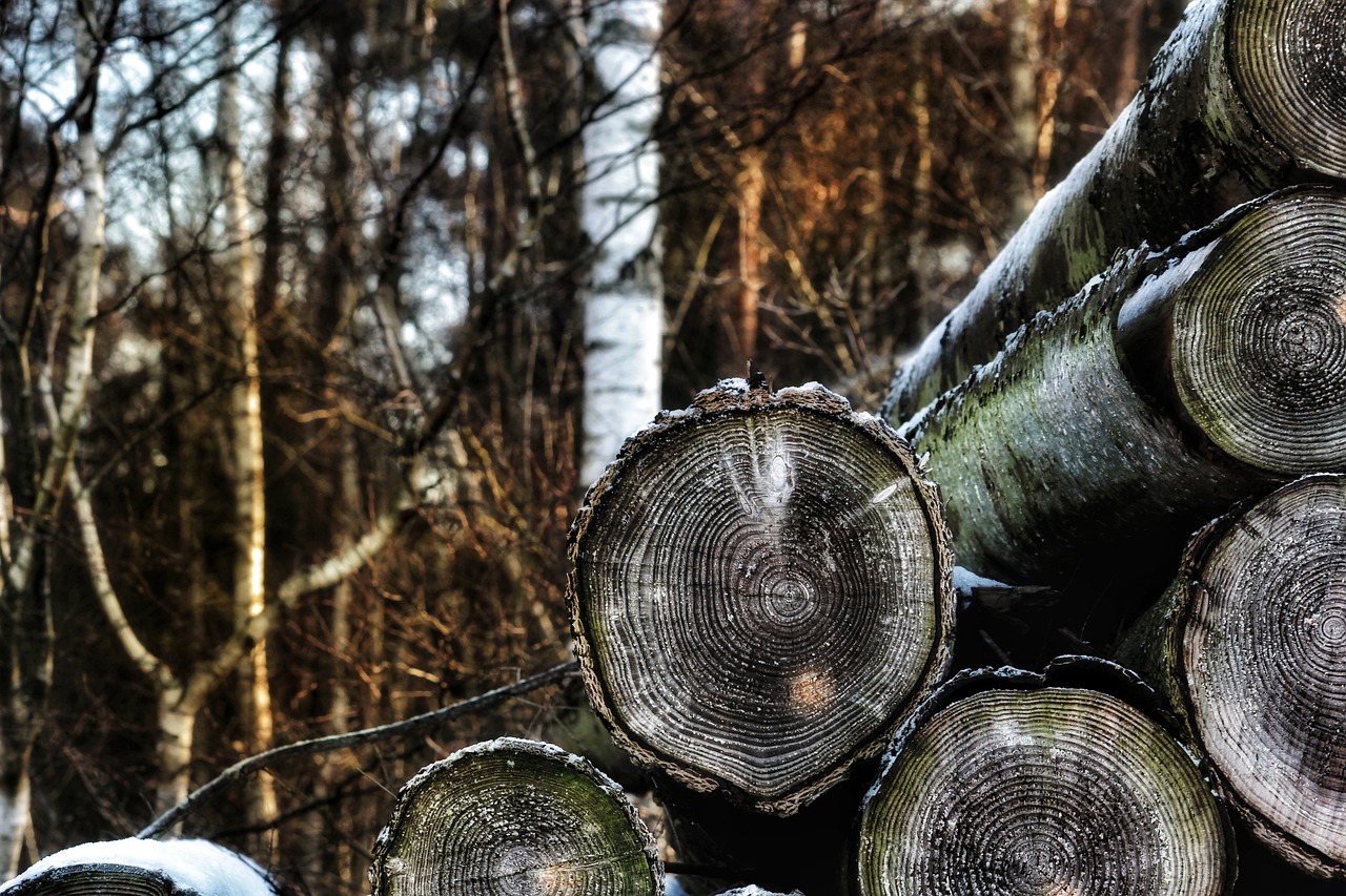 The Impact of Deforestation on Climate Change